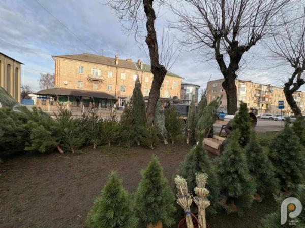 У Ковелі розпал ялинкових ярмарків: які ціни на ялинки у 2025 році6