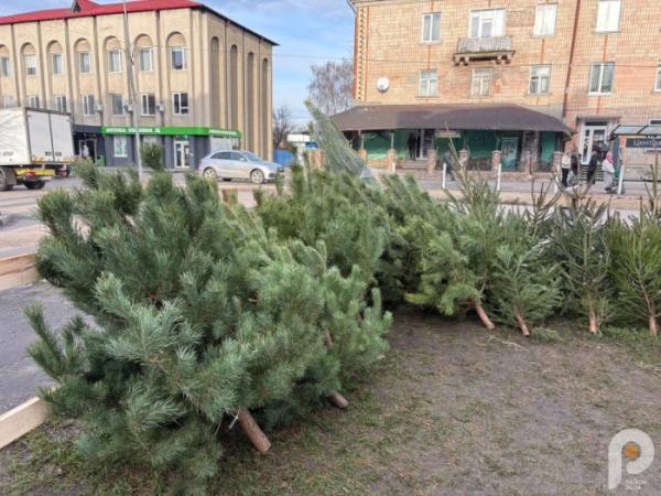 У Ковелі розпал ялинкових ярмарків: які ціни на ялинки у 2025 році1