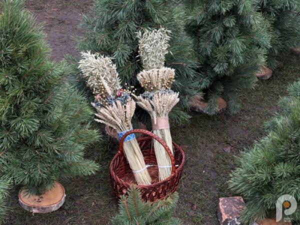 У Ковелі розпал ялинкових ярмарків: які ціни на ялинки у 2025 році2