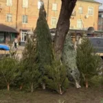 У Ковелі розпал ялинкових ярмарків: які ціни на ялинки у 2025 році