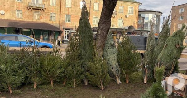 У Ковелі розпал ялинкових ярмарків: які ціни на ялинки у 2025 році