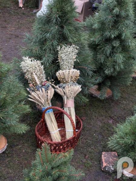 У Ковелі розпал ялинкових ярмарків: які ціни на ялинки у 2025 році3