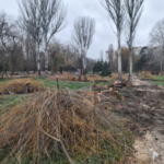 У парку Сімферополя вирубують дерева для потреб російських військових - ЗМІ