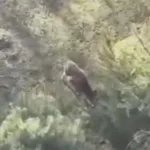 У Тойкуті виявили диких оленів, яких незаконно утримували у вольєрі