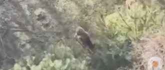 У Тойкуті виявили диких оленів, яких незаконно утримували у вольєрі