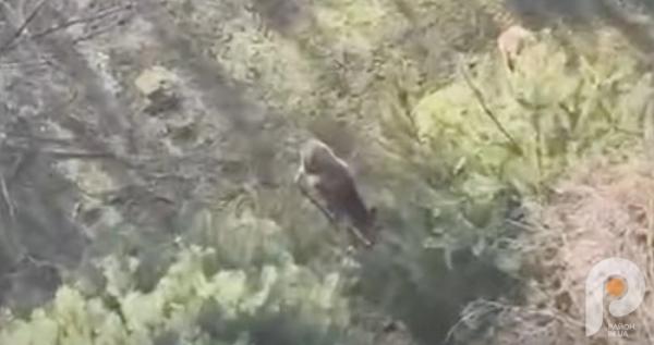 У Тойкуті виявили диких оленів, яких незаконно утримували у вольєрі