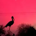 Багряне небо над Вараським районом: місцеві жителі спостерігають дивовижне природне явище