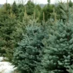 В Україні підбили підсумки ялинкової кампанії на зимові свята