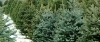 В Україні підбили підсумки ялинкової кампанії на зимові свята