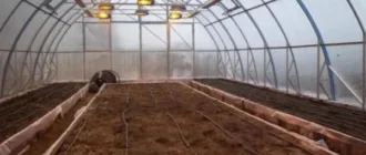 Від садів до конопель: які державні програми запрацювали для аграріїв у 2025 році