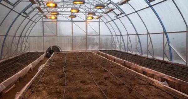 Від садів до конопель: які державні програми запрацювали для аграріїв у 2025 році