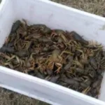 За незаконний вилов раків на Ікві з порушника через суд стягують майже 370 тисяч гривень