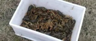 За незаконний вилов раків на Ікві з порушника через суд стягують майже 370 тисяч гривень