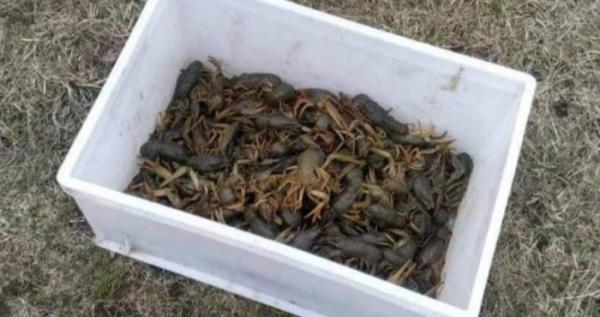 За незаконний вилов раків на Млинівському водосховищі із порушника через суд стягують понад 369 тисяч гривень За незаконний вилов раків на Млинівському водосховищі із порушника через суд стягують понад 369 тисяч гривень