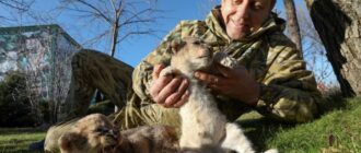 Многих вывезенных в Крым Зубковым животных из зоопарков оккупированной части Украины уже нет – зоозащитница